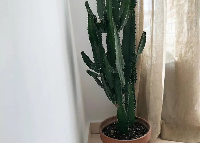 Light Filled Architects Nest Between Rooftops